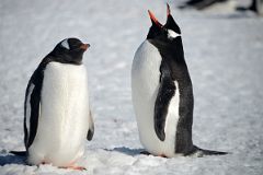 12C Two Gentoo Penguins Perform Their Mating Ritual On Aitcho Barrientos Island In South Shetland Islands On Quark Expeditions Antarctica Cruise